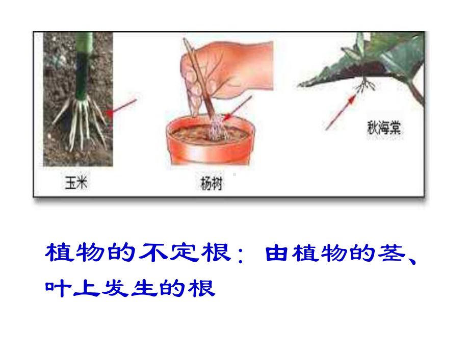 第3节植物与土壤浙教版课件.ppt_第3页