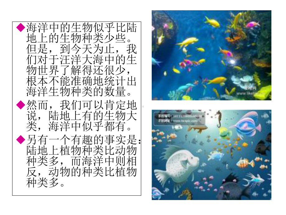 《神奇的海洋世界》(幼儿园课件).ppt_第2页