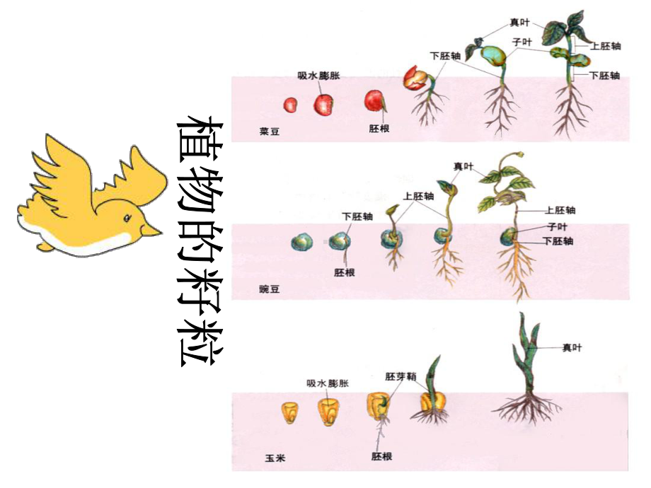 《有趣的拼图》课件.ppt_第2页