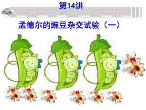 高考生物孟德尔杂交实验(一)一轮复习(40张)课件.pptx