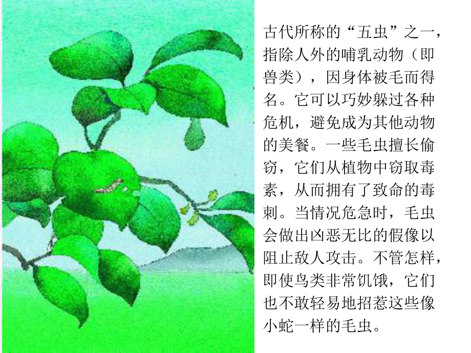 《短文两篇小毛虫》课件.ppt_第2页