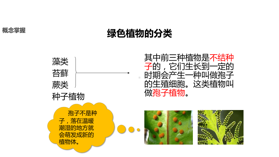 七年级生物上册第三单元第一章第一节《藻类、苔藓和蕨类植物》课件(新版)新人教版.ppt_第2页