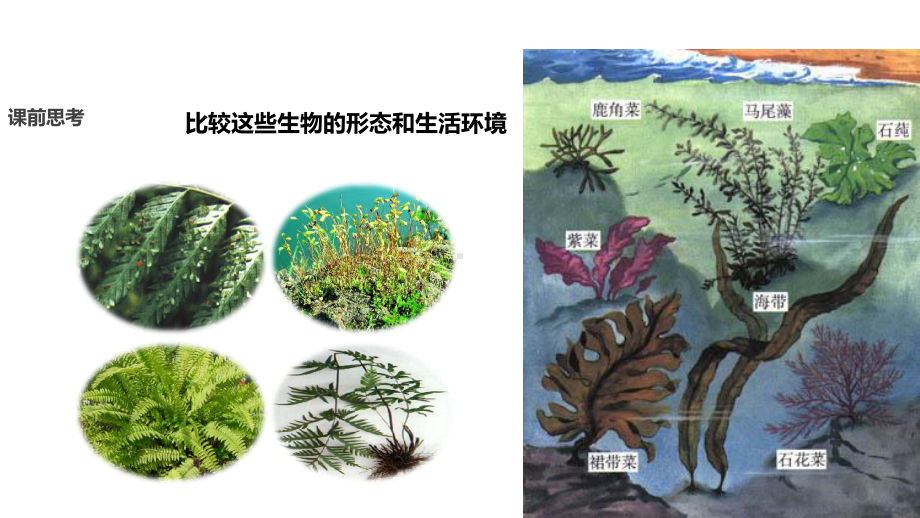 七年级生物上册第三单元第一章第一节《藻类、苔藓和蕨类植物》课件(新版)新人教版.ppt_第3页