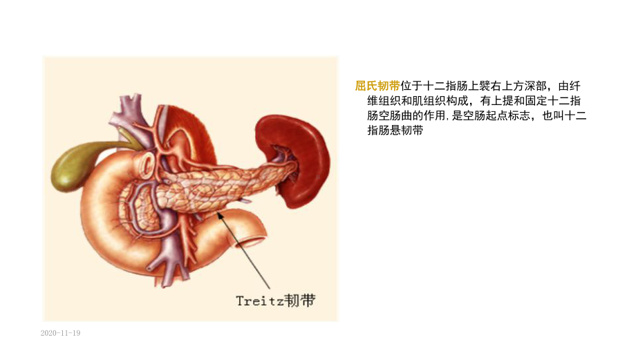 上消化道出血护理查房(课件).ppt_第2页