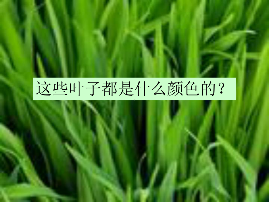 （教科版）科学三年级上册15《植物的叶》课件3.ppt_第3页