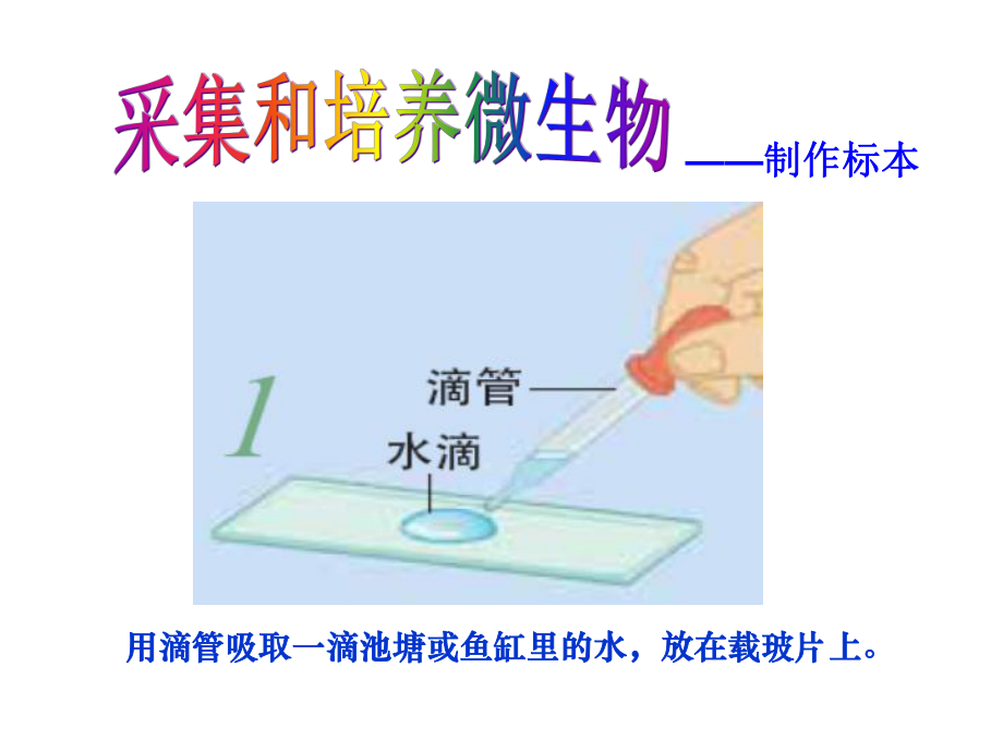 《用显微镜观察身边的生命世界(三)》课件3.ppt_第3页