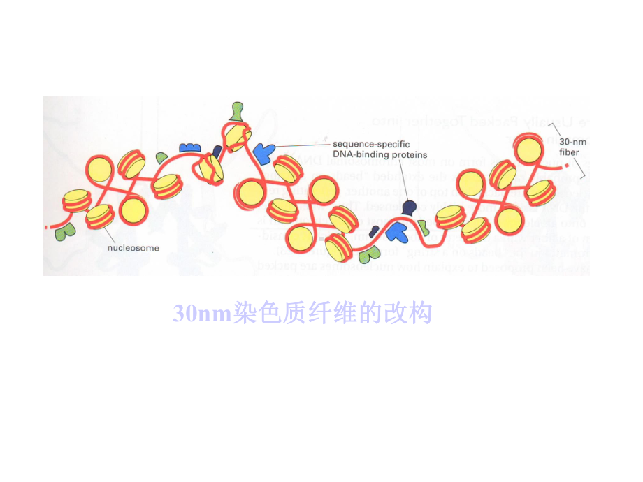 第五节染色质结构和基因转录课件.ppt_第2页