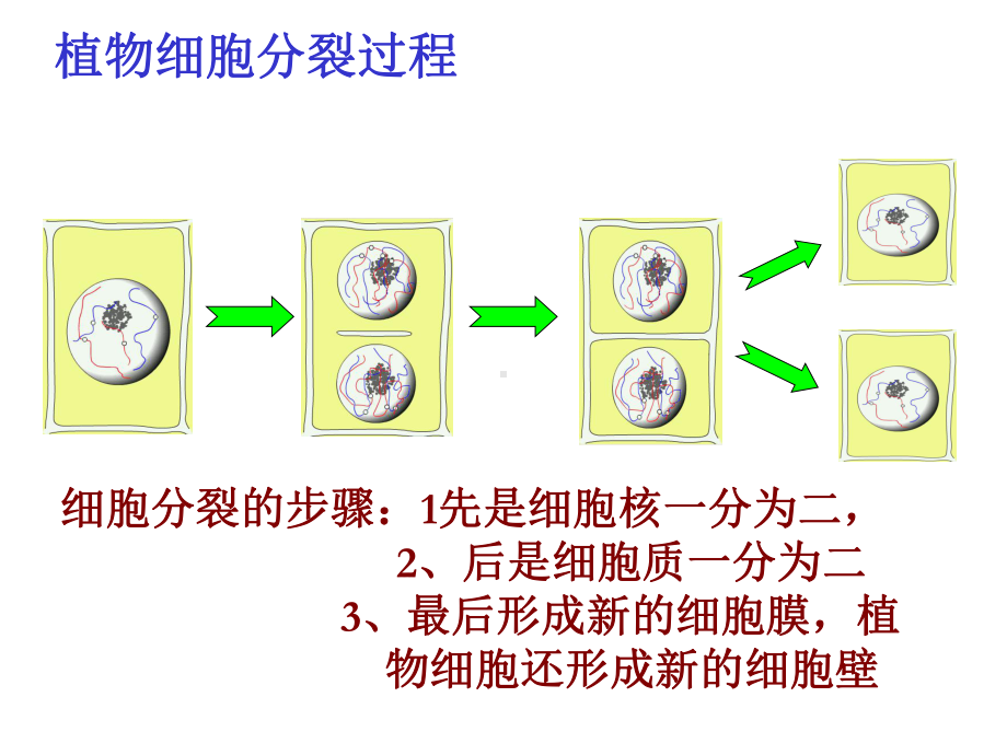 七上生物3、细胞的分裂、分化及生物体的结构层次课件.ppt_第2页