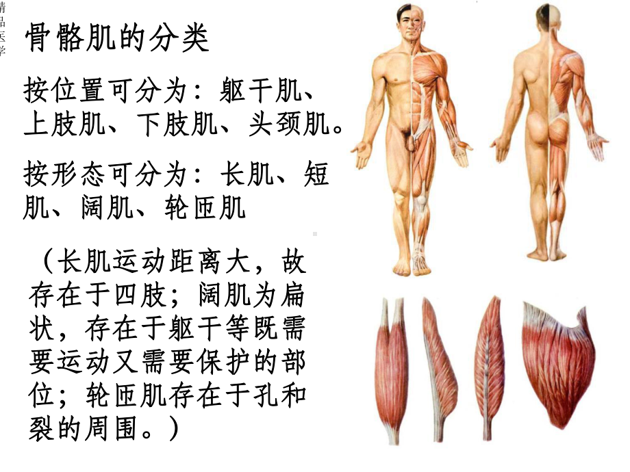 《运动系统肌学》课件.ppt_第3页