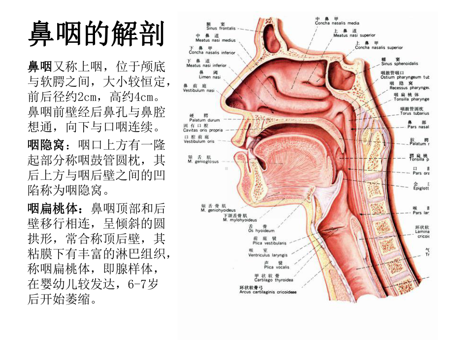 鼻咽部纤维血管瘤优秀课件.ppt_第2页