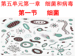 第一节细菌课件20212022学年冀少版生物八年级上册.ppt