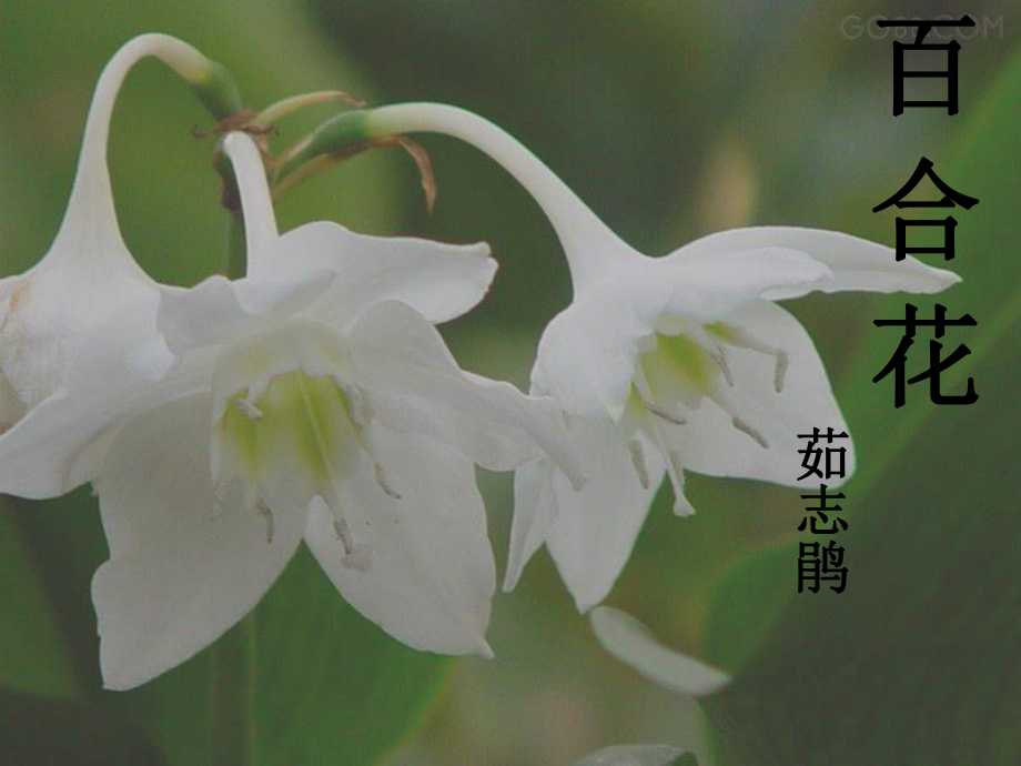 《百合花》课件张.pptx_第1页