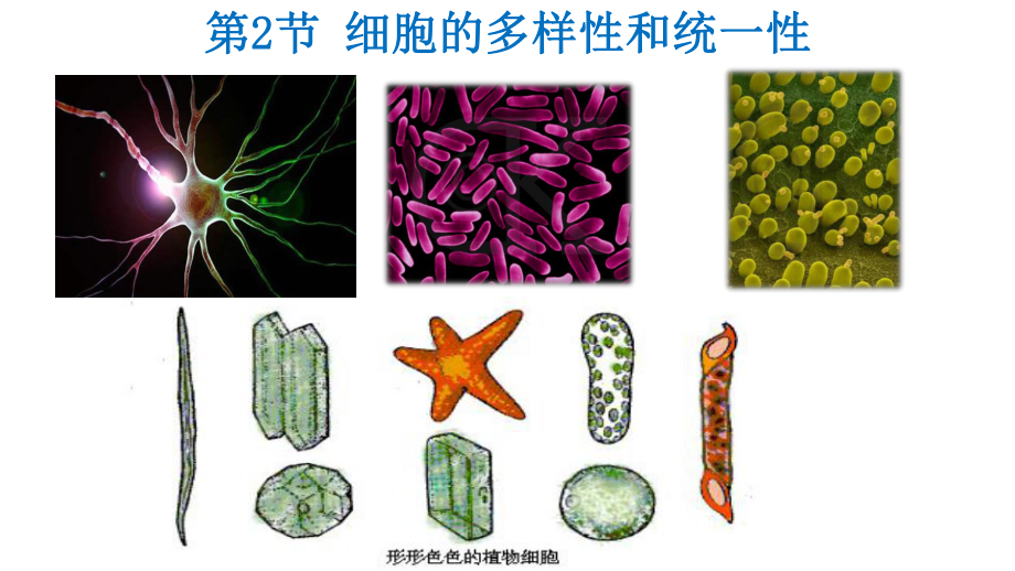 （人教版新教材）《细胞的多样性和统一性》1课件.pptx_第2页