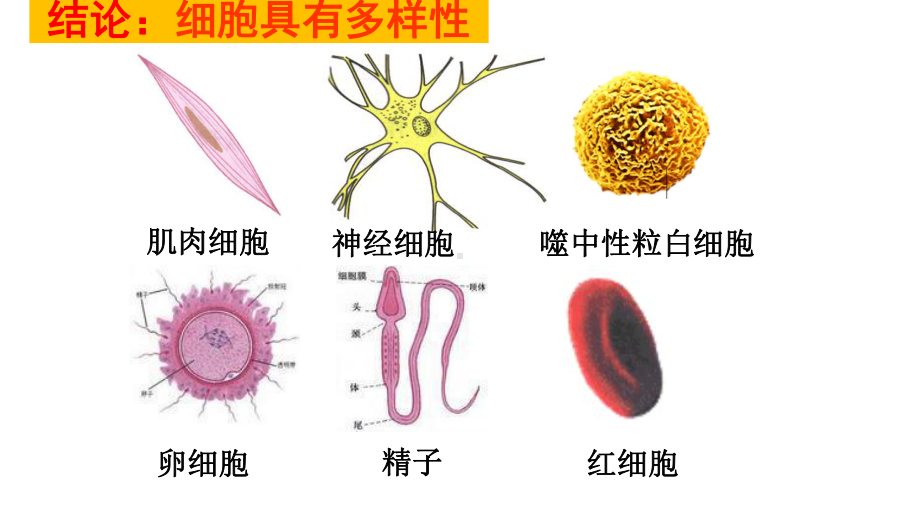 （人教版新教材）《细胞的多样性和统一性》1课件.pptx_第3页