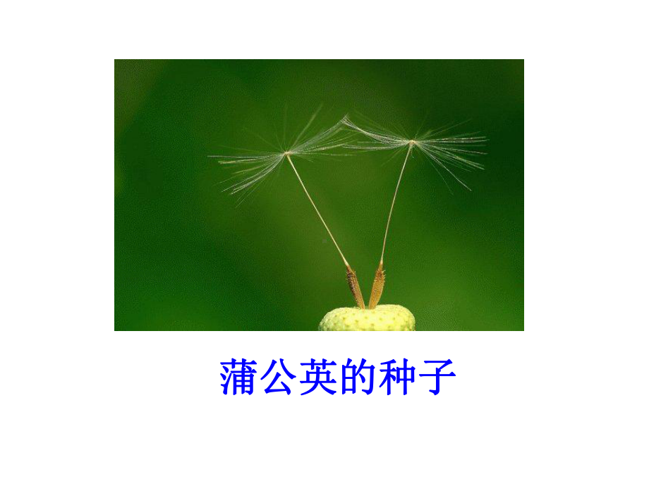 《蒲公英的种子》课件.ppt_第3页