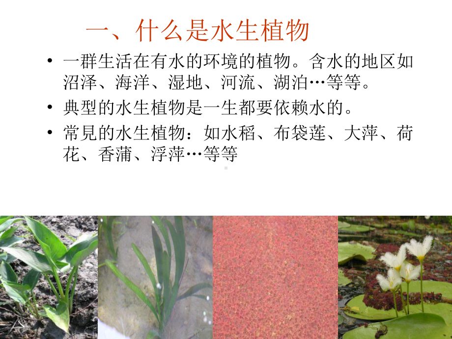 （教科版）三年级科学上册《水生植物》课件.ppt_第2页