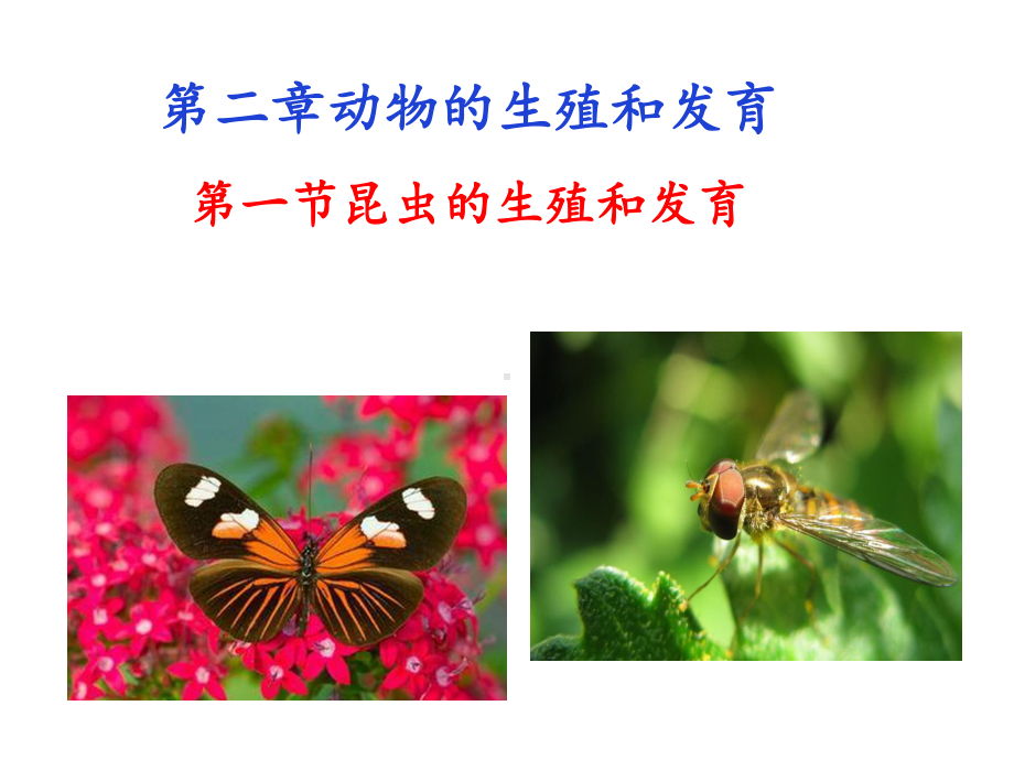 第一节昆虫的生殖和发育课件20212022学年济南版生物八年级上册.ppt_第1页