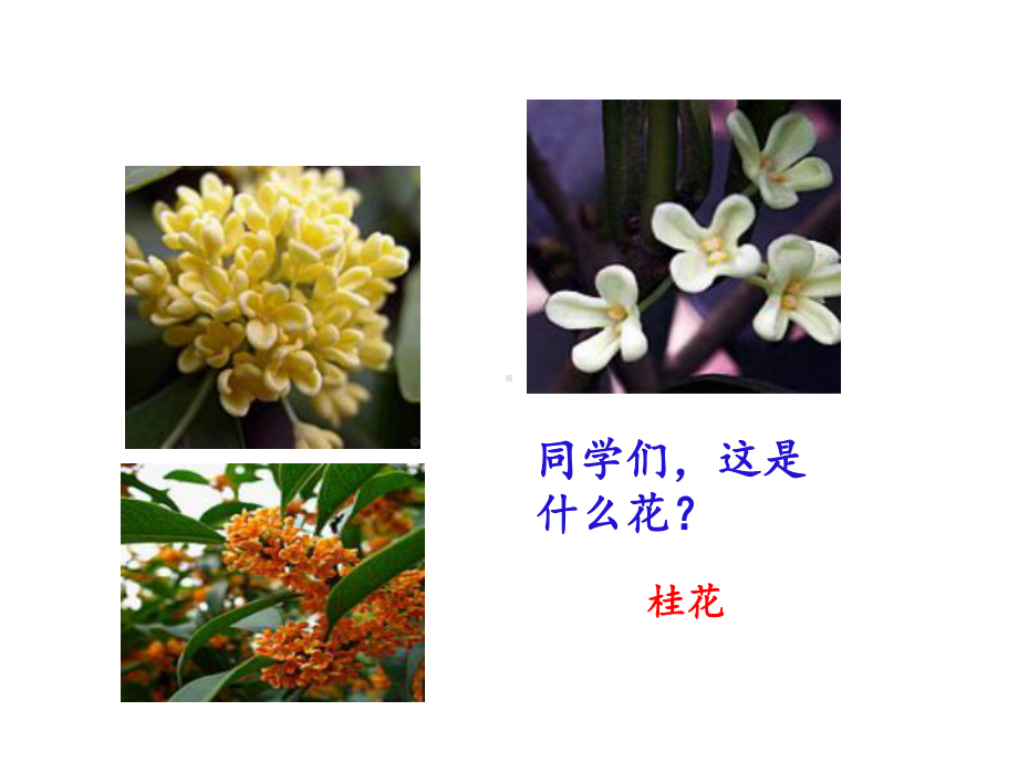 《桂花雨》课时课件.pptx_第3页