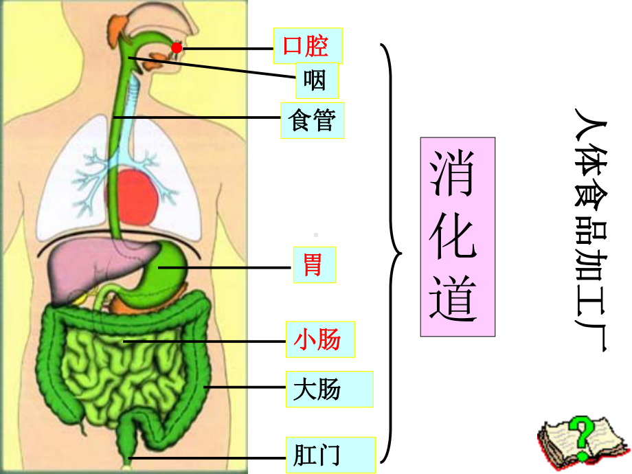 （华师大版）《科学》八年级上册：全册配套教学课件精选集第五章14节打包12套.ppt_第3页