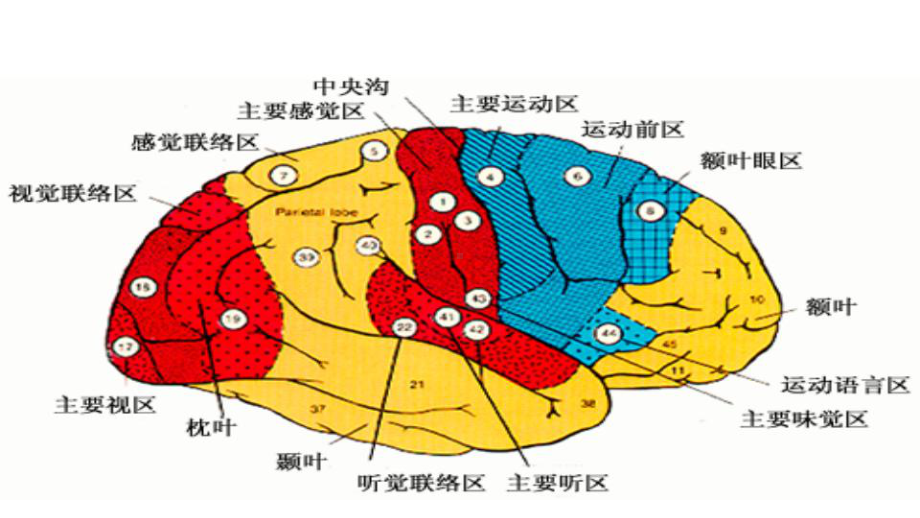 第八讲大脑联合皮层和功能一侧化课件.ppt_第3页