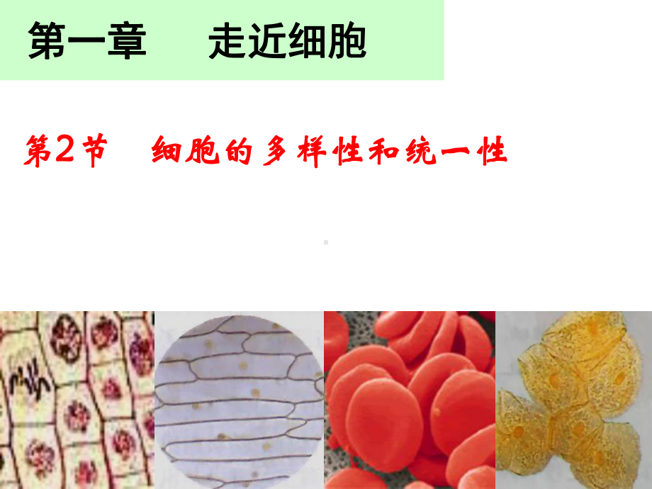 《细胞的多样性和统一性》课件2.ppt_第1页