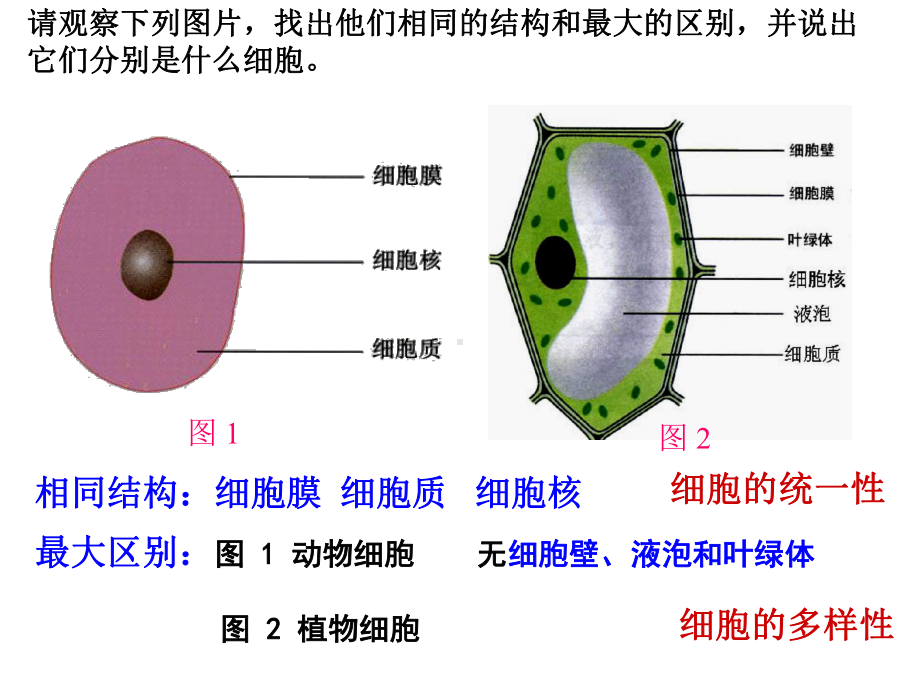 《细胞的多样性和统一性》课件2.ppt_第2页