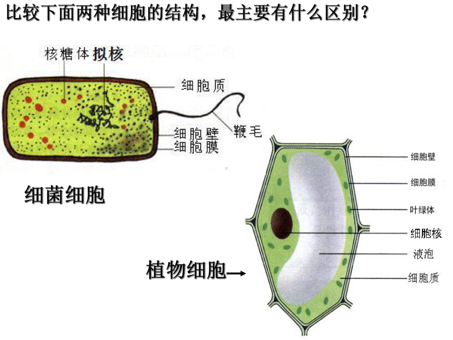 《细胞的多样性和统一性》课件2.ppt_第3页