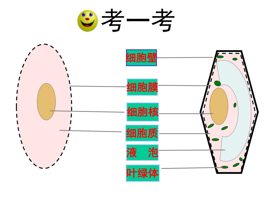 七年级生物上册第1单元第2章第1节细胞—细胞各部分的功能课件(新版)冀教版.ppt_第1页