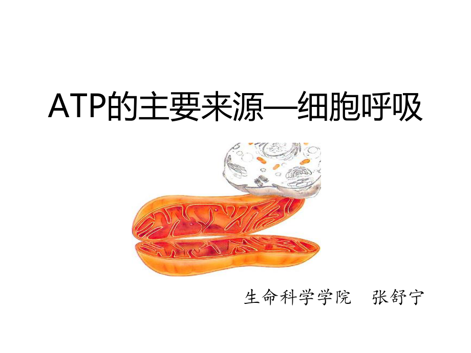 《ATP的主要来源――细胞呼吸》说课课件.ppt_第1页