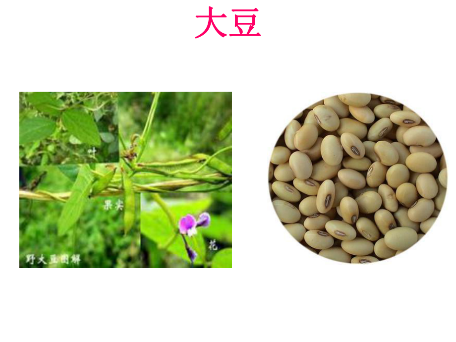 （人教版）科学四年级上册23《各种各样的植物》课件.ppt_第2页