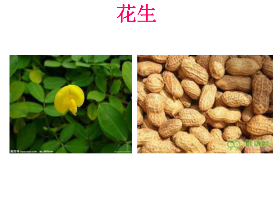 （人教版）科学四年级上册23《各种各样的植物》课件.ppt_第3页