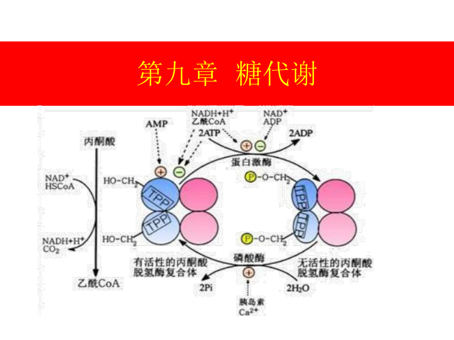 第九章糖代谢课件.ppt_第2页