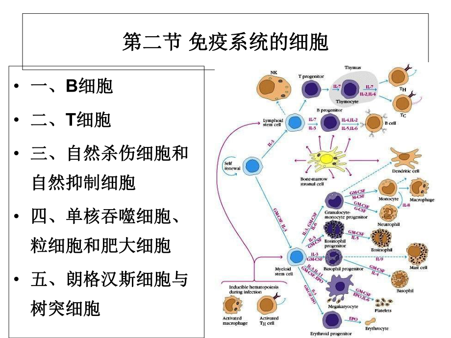 第五章免疫系统的组织、器官与细胞2课件.ppt_第3页