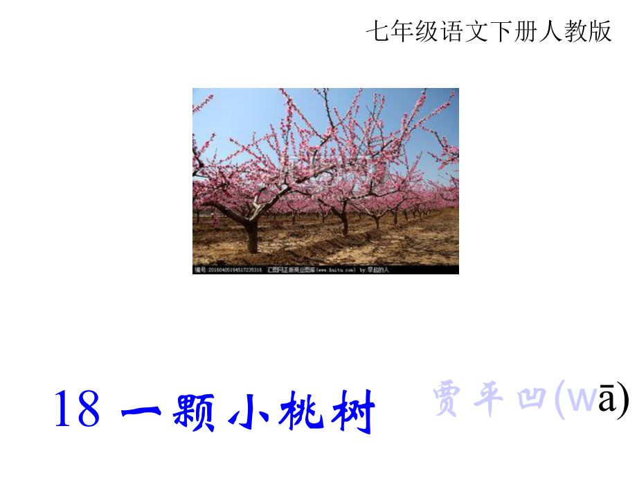 一颗小桃树课件.ppt_第3页