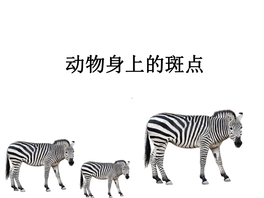 《动物身上的斑点》课件2.ppt_第1页