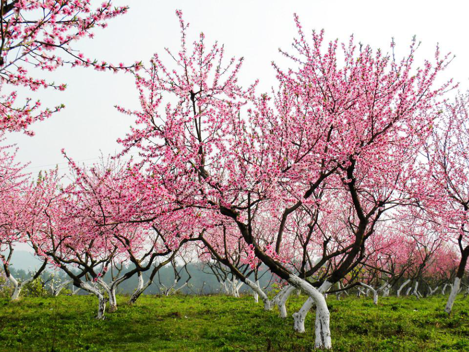 《三月桃花水》课件.ppt_第3页