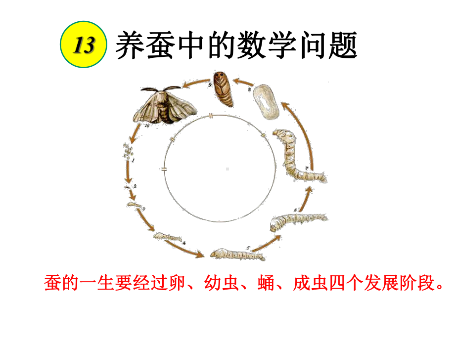 《养蚕中的数学问题》课件1优质公开课浙教6下.ppt_第1页