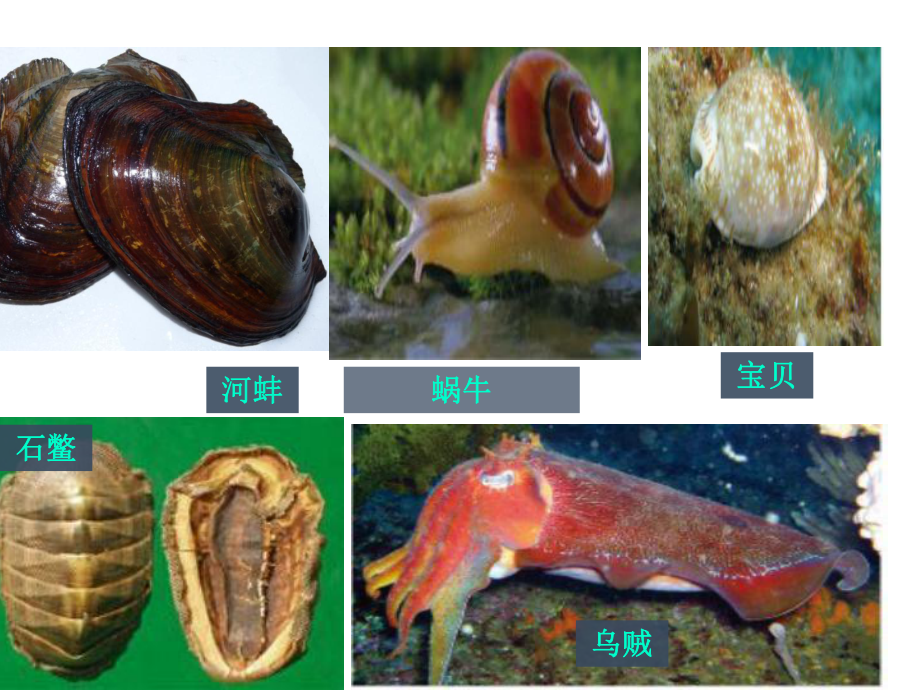 第三节软体动物与节肢动物(共26张)课件.ppt_第1页