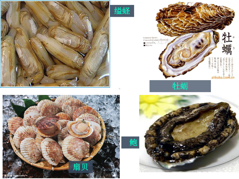 第三节软体动物与节肢动物(共26张)课件.ppt_第2页