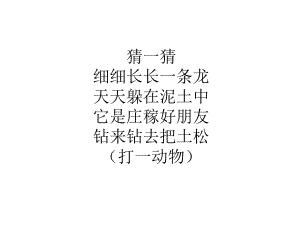 《环节动物》课件.ppt