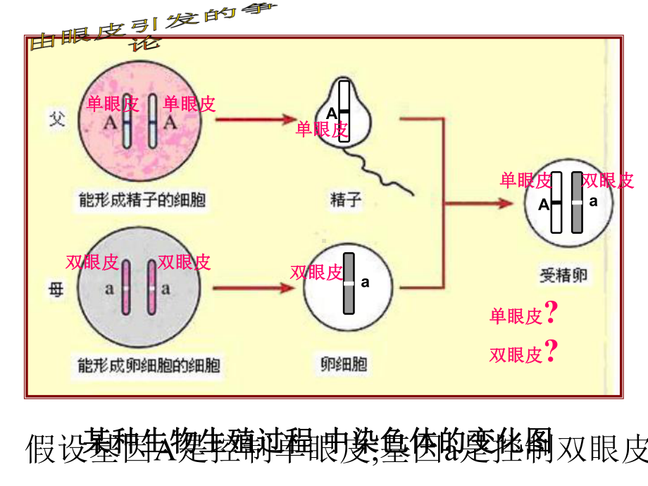 第七单元第二章第三节基因的显性和隐性(共30张)课件.ppt_第2页