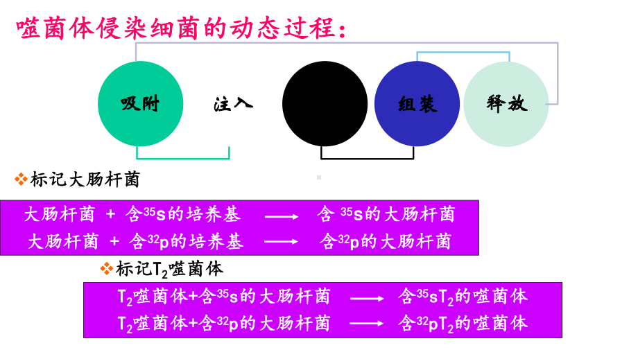 （人教版新教材）《DNA的结构》课件1.pptx_第3页