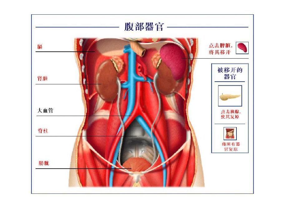 第八章尿的生成和排出概述肾脏的基本功能第一节肾的课件.ppt_第2页