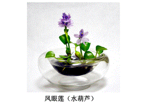 七年级生物上册第一章第二节生物能影响和改变环境课件(新版)北师大版.ppt