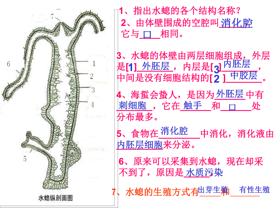 鲁科版生物八年级中考复习：第七单元第一章动物的主要类群复习课件.pptx_第3页