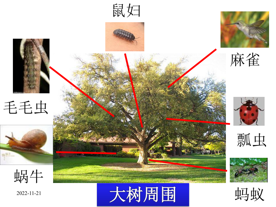 （教科版）科学三年级上册《寻访小动物》课件.ppt_第3页