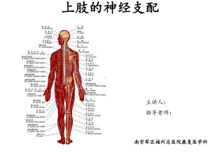 上肢神经的支配课件.ppt