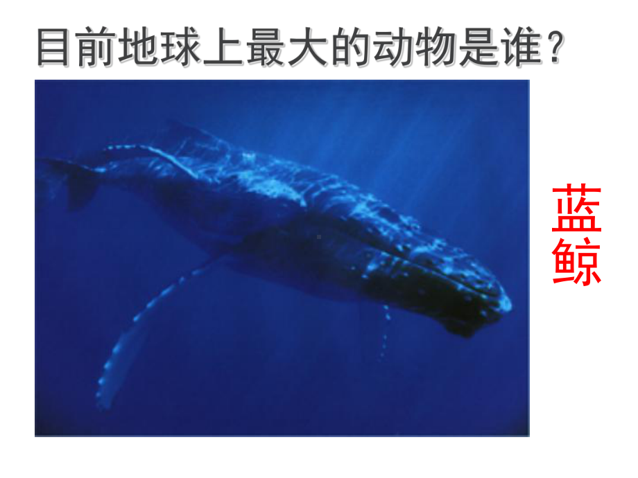 第一节单细胞生物课件20212022学年苏教版生物七年级上册.ppt_第2页