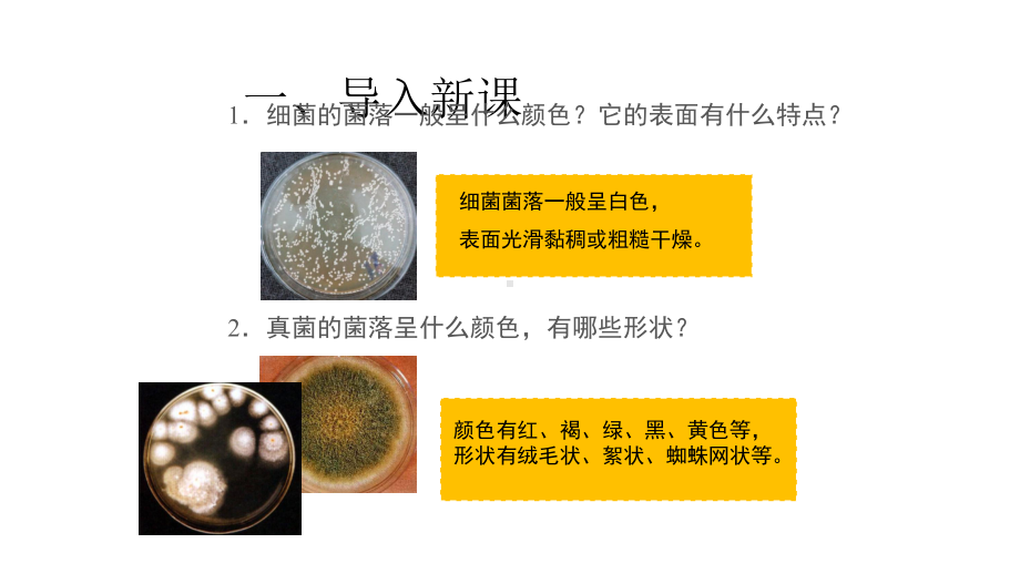 《细菌》公开课教学课件（初中生物人教版八年级上册）.pptx_第2页