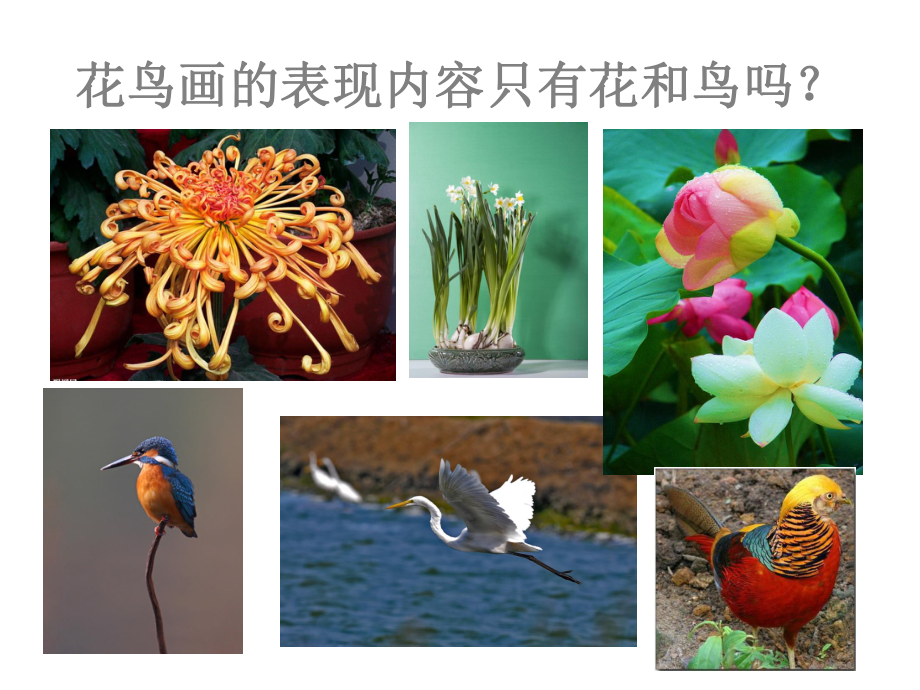 《抒情怡神的花鸟画》课件.ppt_第3页